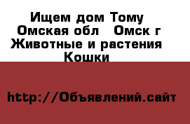 Ищем дом Тому - Омская обл., Омск г. Животные и растения » Кошки   